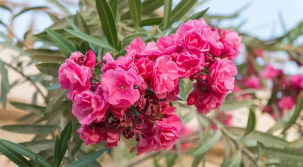Ein Strauß leuchtend pinker Oleanderblüten, bereit für den Rückschnitt.
