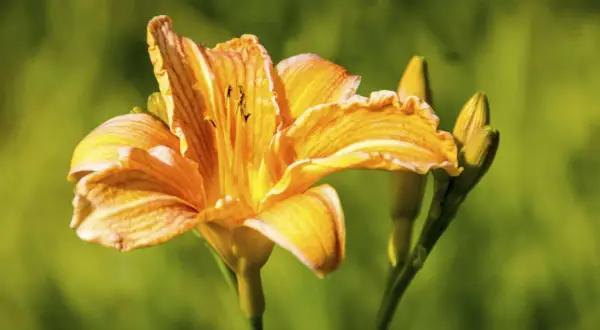 Eine leuchtend orangefarbene Taglilie mit Blütenknospen im Hintergrund. Die Blütenblätter sind leicht gewellt und zeigen feine Linien.