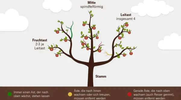 Baumschnitt wann? Illustration zeigt einen Apfelbaum mit Leit- und Fruchtästen. Grüne Äste nach oben wachsen lassen, gelbe und rote Äste entfernen.
