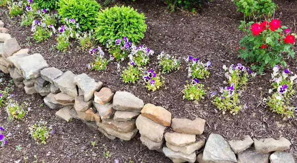 Natürliche Steinmauer als Beeteinfassung. Ideen für einen rustikalen Garten mit Stiefmütterchen und Rosen.