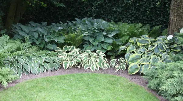 Ein üppiger **Schattengarten gestalten** mit verschiedenen Hostas, Farnen und immergrünen Pflanzen.
