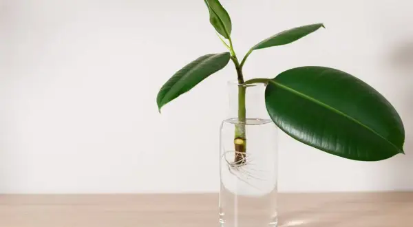 Ein Gummibaum-Steckling mit Wurzeln in Wasser. So einfach lässt sich ein Gummibaum vermehren.