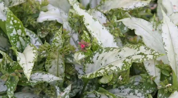 Nahaufnahme von geflecktem Lungenkraut mit silbernen Flecken auf grünen Blättern und kleinen rosa Blütenknospen.