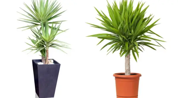 Zwei Yucca-Palmen in Töpfen. Die linke Pflanze ist in einem dunklen, hohen Topf, die rechte in einem orangen. Tipps zur Yucca Palme Pflege.