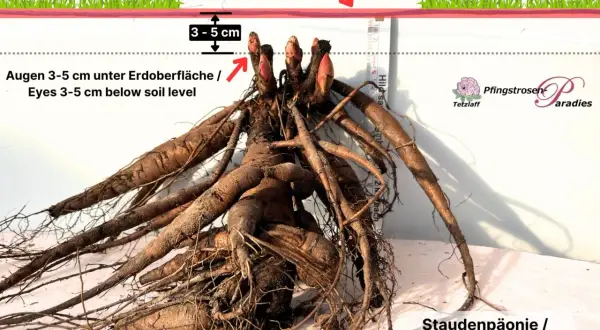 Pfingstrosen umpflanzen: Wurzelballen mit Augen 3-5 cm unter der Erdoberfläche pflanzen. So gelingt die richtige Pflanztiefe.