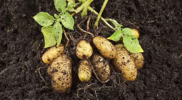 Frisch geerntete Kartoffeln mit Erde und grünen Blättern. Wann erntet man Kartoffeln? Wenn die oberirdischen Teile der Pflanze beginnen zu welken.