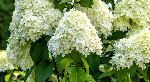 Weiße Rispenhortensienblüten im Sommer. Der richtige Zeitpunkt für das Rispenhortensie schneiden ist im Frühjahr.