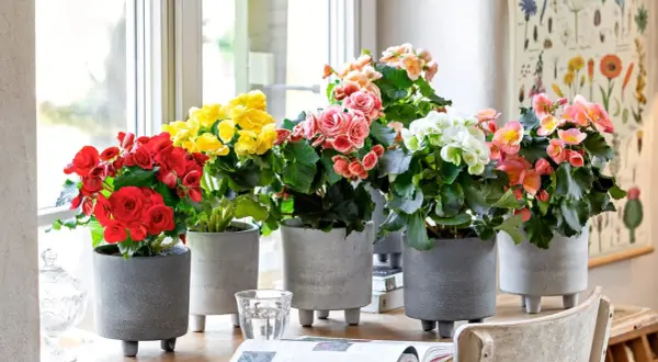 Bunte Begonien in grauen Töpfen am Fenster. Der ideale begonien standort für leuchtende Farben und üppiges Wachstum.