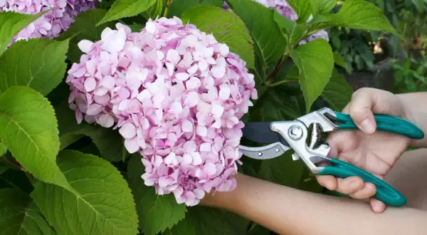 Eine Hand mit einer Gartenschere schneidet eine rosa Hortensienblüte.