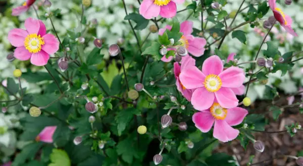 Rosa Herbstanemone blüht im Garten. Der Standort ist sonnig bis halbschattig.