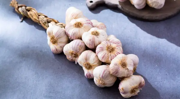 Ein geflochtener Bund frischer Knoblauch, bereit zur Ernte. Die Knollen sind weiß mit lila Streifen und liegen auf einem grauen Untergrund.