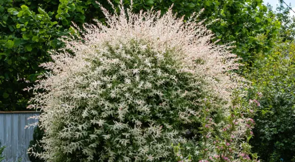 Ein üppiger Strauch Harlekinweide, dessen Zweige mit weiß-rosa Blättern im Sommerlicht leuchten. Der Schnitt hält die Form.