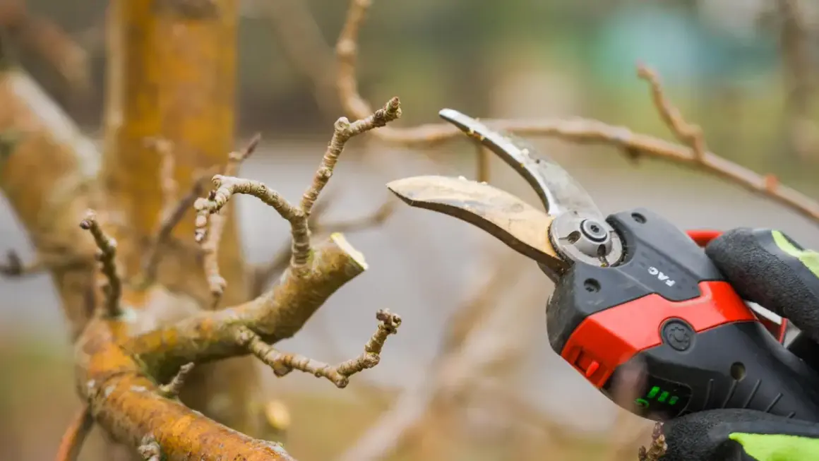 Gezieltes apfelbaum schneiden mit einer Gartenschere. Ein Ast wird präzise gekürzt, um das Wachstum zu fördern.