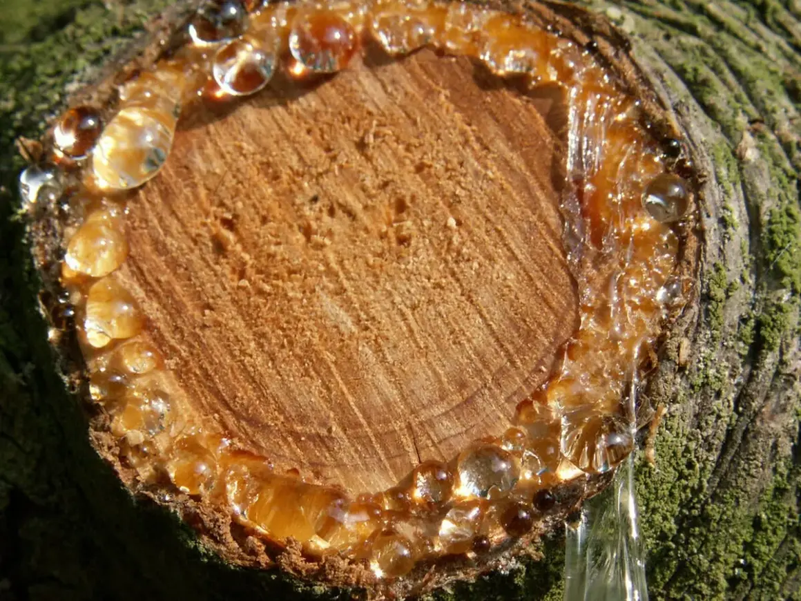 Frischer Baumharz tropft von einem Anschnitt. Eingetrocknete Harzflecken entfernen ist hier noch nicht nötig.