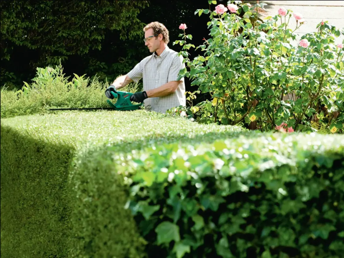 Mann mit Heckenschere formt eine dichte Hecke. Er ist konzentriert bei der Arbeit, um die Eibe schneiden.