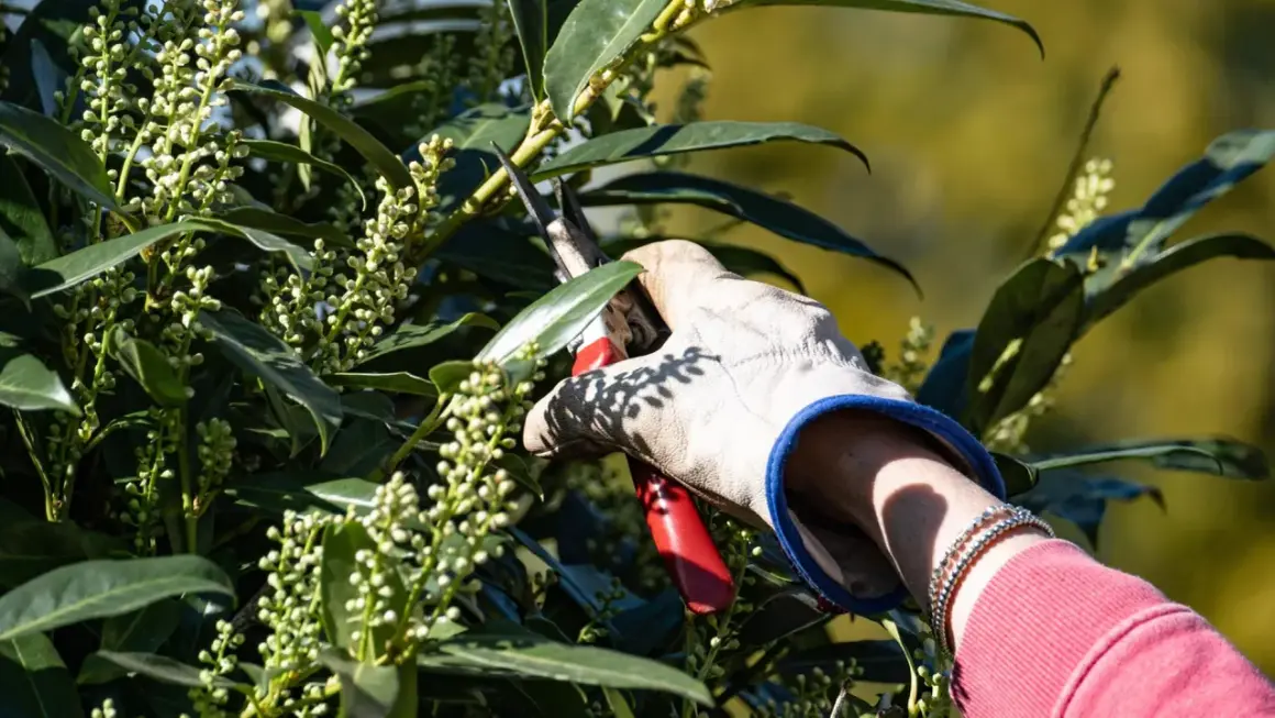 Gärtner schneidet Kirschlorbeer mit einer Gartenschere. Der beste Zeitpunkt, wann schneidet man Kirschlorbeer, ist nach der Blüte.