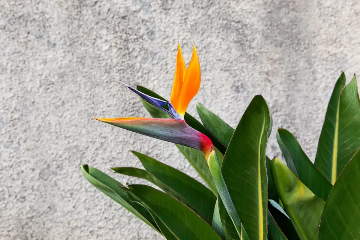 Eine exotische Strelitzie mit leuchtend orangefarbenen Blütenblättern und grünen Blättern vor einer grauen Wand. Tipps zur Strelitzie Pflege.