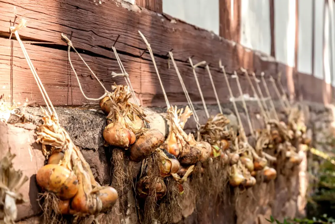 Zwiebeln ernten: Bündel frisch geernteter Zwiebeln trocknen an einer Holzwand. Die Wurzeln hängen herab, die Schalen sind trocken und papierartig.