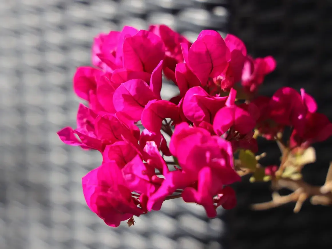 Leuchtend pinke Blüten einer Bougainvillea, die zeigt, dass sie winterhart sein kann.