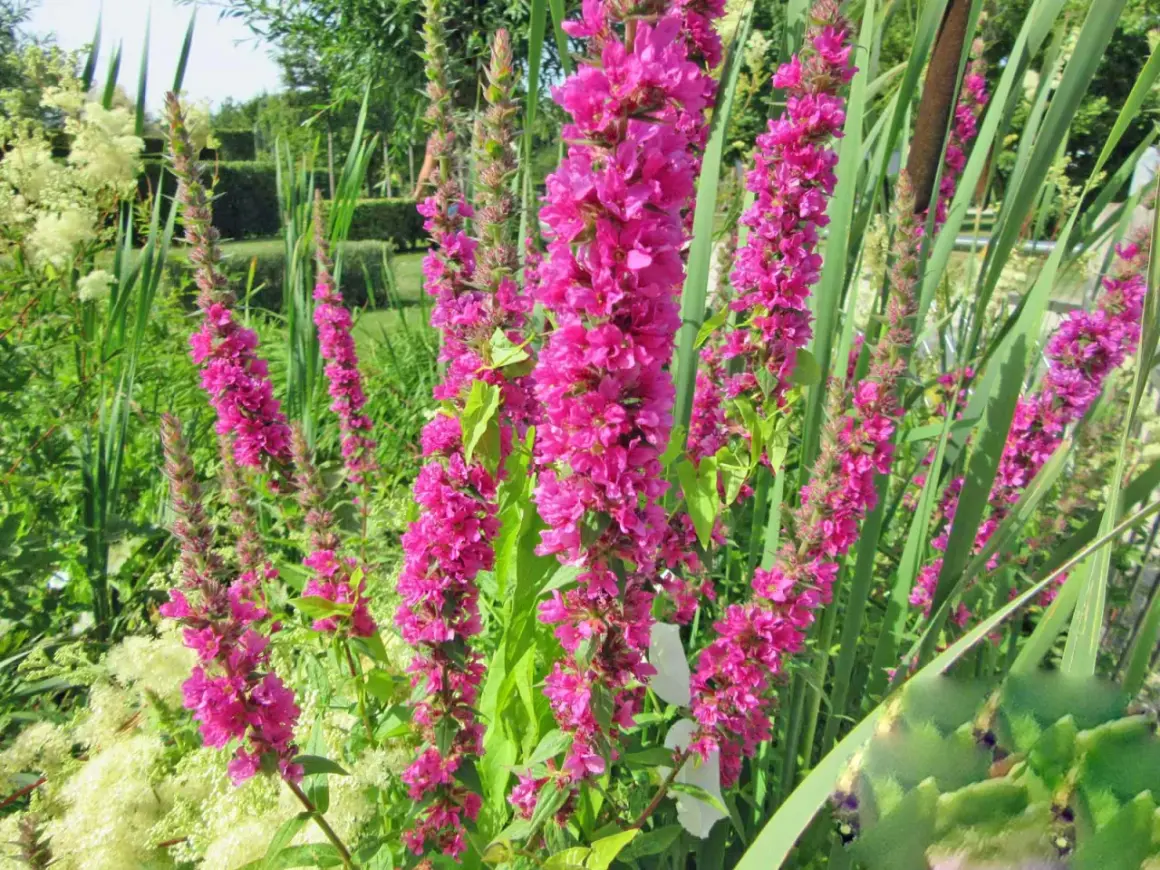 Blutweiderich-Stauden in voller Blüte, umgeben von Gräsern und einem gepflegten Garten im Hintergrund. Ein idealer Standort für diese prachtvollen Blüten.