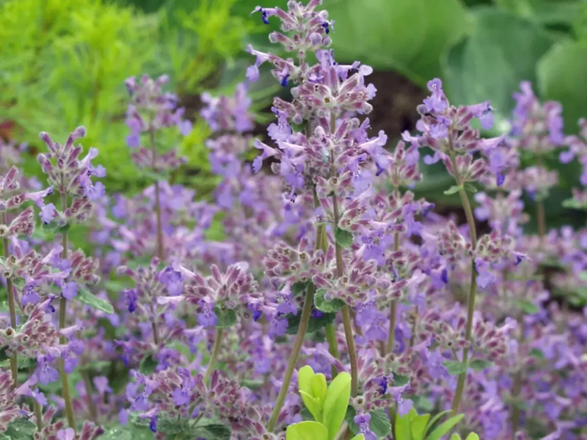 Ein Feld voller blühender Katzenminze im Garten. Der ideale Katzenminze Standort ist sonnig.