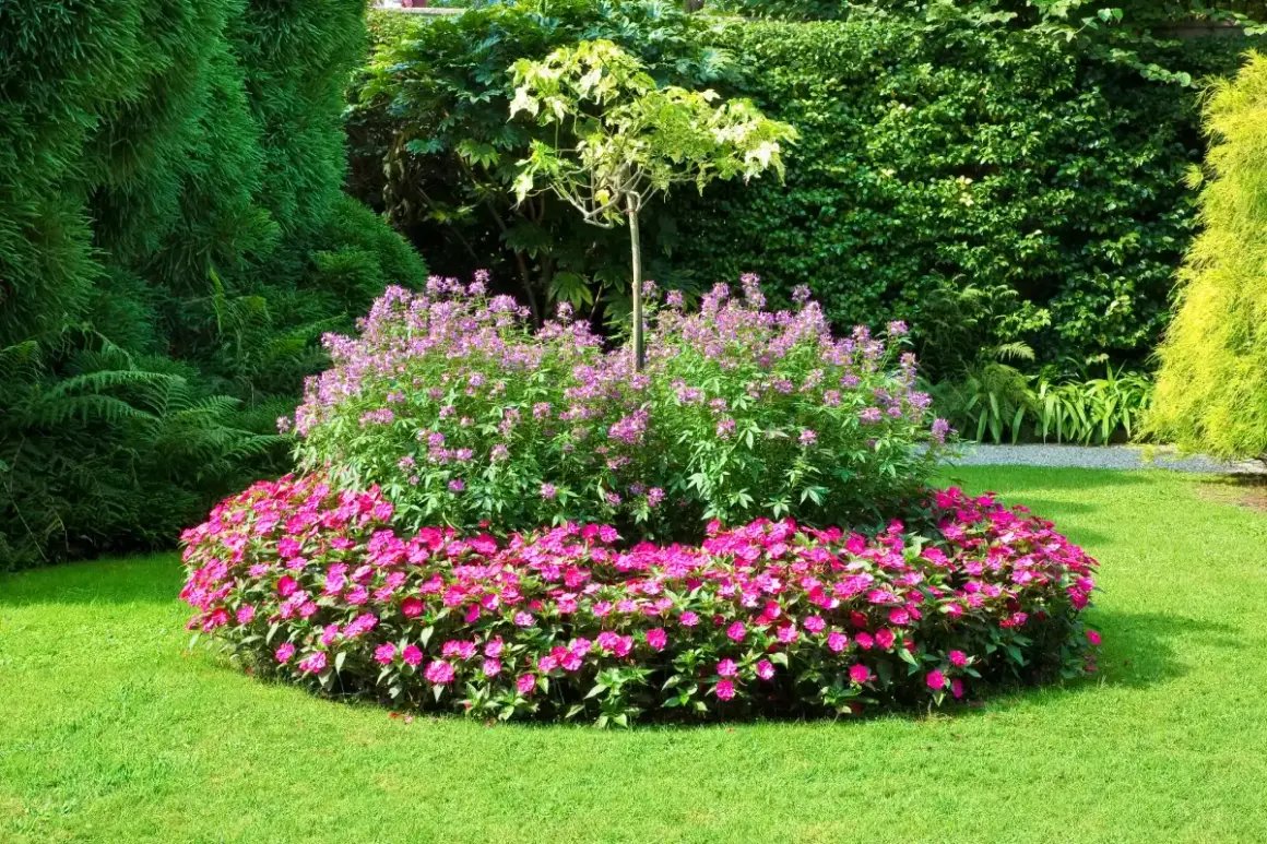 Ein farbenfrohes Inselbeet mit pinken und lila Blüten, umgeben von sattgrünem Rasen. Tolle Inselbeet Ideen für Ihren Garten.