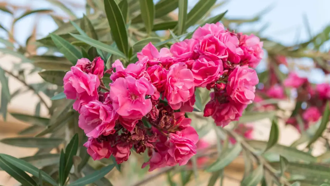 Ein Strauß leuchtend pinker Oleanderblüten, bereit für den Rückschnitt.