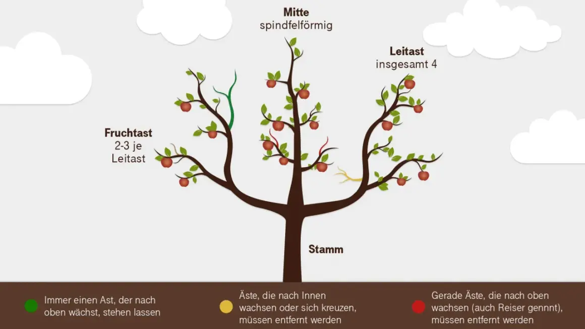Baumschnitt wann? Illustration zeigt einen Apfelbaum mit Leit- und Fruchtästen. Grüne Äste nach oben wachsen lassen, gelbe und rote Äste entfernen.