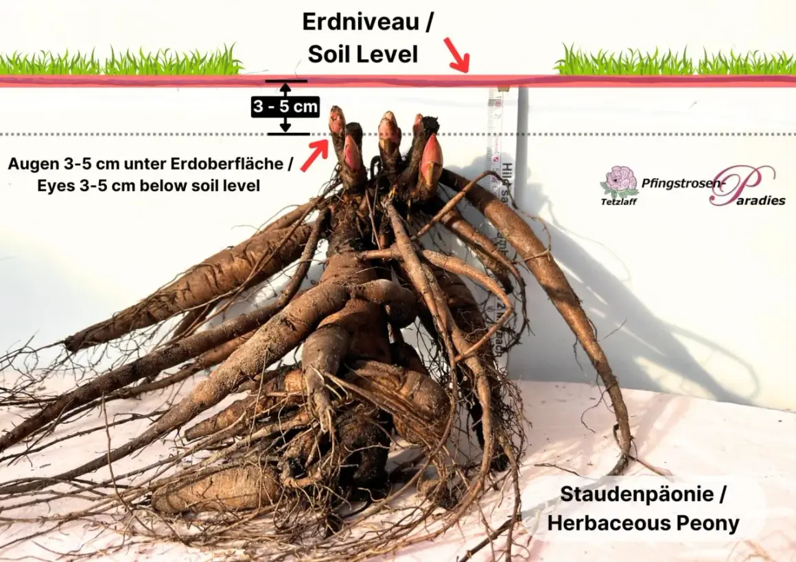 Pfingstrosen umpflanzen: Wurzelballen mit Augen 3-5 cm unter der Erdoberfläche pflanzen. So gelingt die richtige Pflanztiefe.