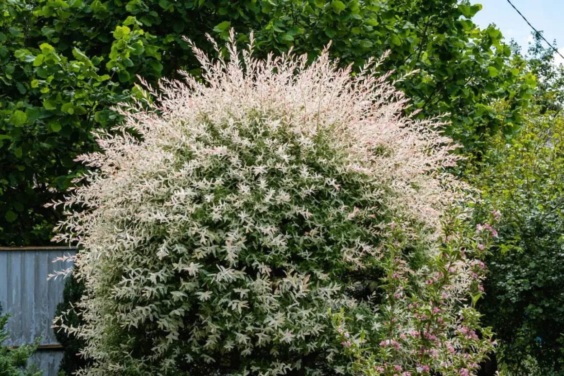 Ein üppiger Strauch Harlekinweide, dessen Zweige mit weiß-rosa Blättern im Sommerlicht leuchten. Der Schnitt hält die Form.
