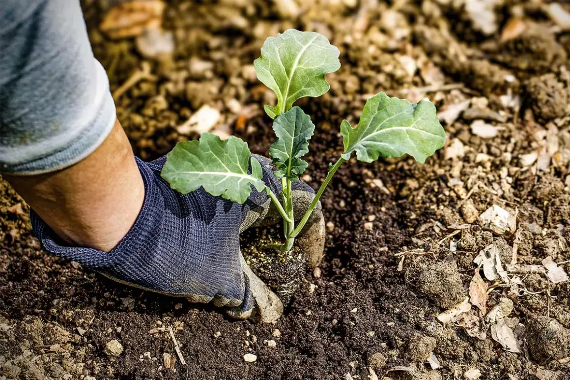 Eine Hand mit Handschuh setzt einen jungen Brokkoli-Setzling in die Erde.