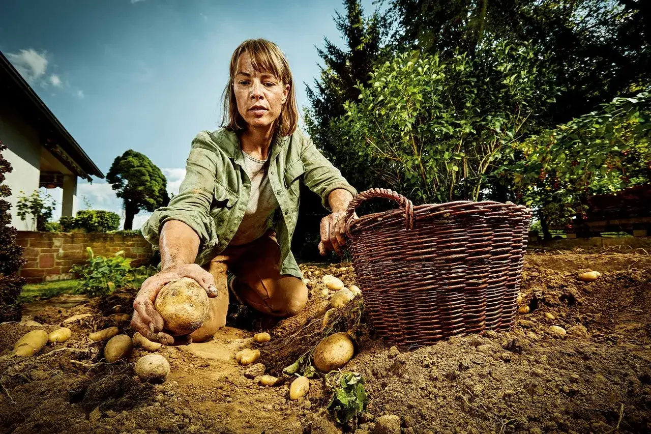 Frau erntet Kartoffeln im Garten. Die Erntezeit ist gekommen, wann erntet man Kartoffeln? Jetzt!