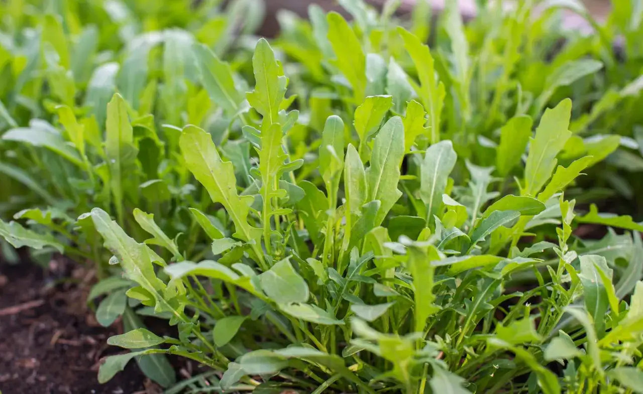 Frischer Rucola w&auml;chst dicht im Beet, bereit zum Rucola ernten. Die gr&uuml;nen Bl&auml;tter sind leicht gezackt und versprechen w&uuml;rzigen Geschmack.