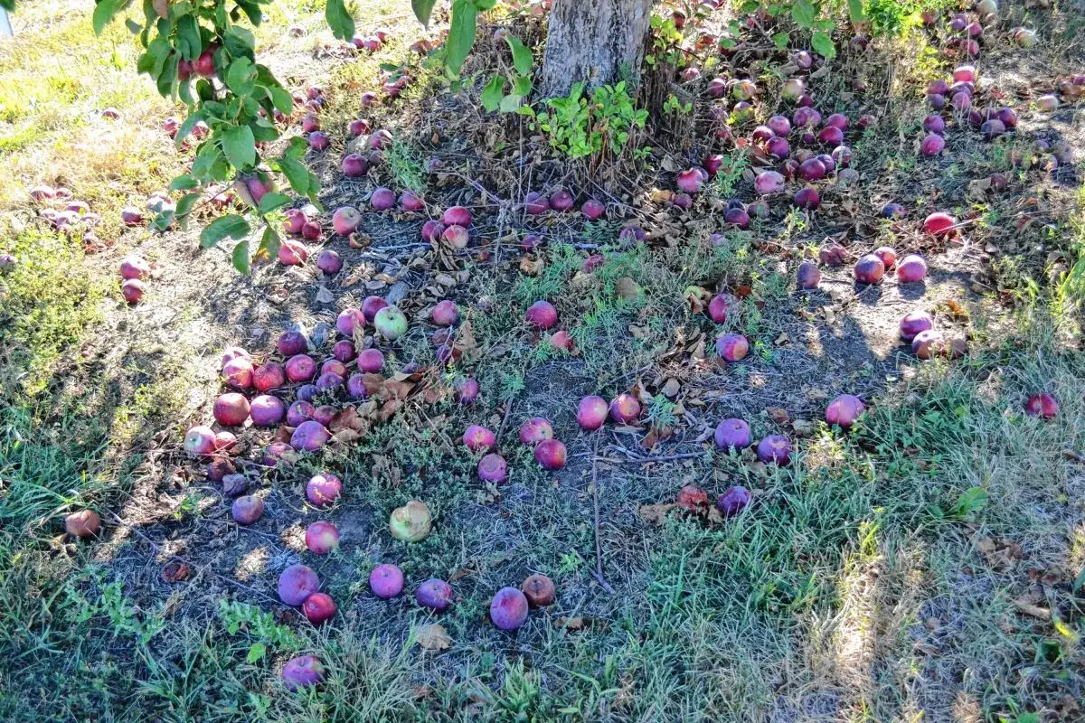Viele &Auml;pfel liegen unter einem Baum. Das NABU-Projekt empfiehlt, fallobst liegen lassen f&uuml;r Insekten und Igel.