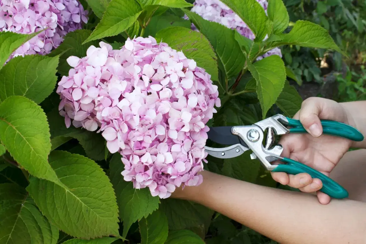 Eine Hand mit einer Gartenschere schneidet eine rosa Hortensienbl&uuml;te.
