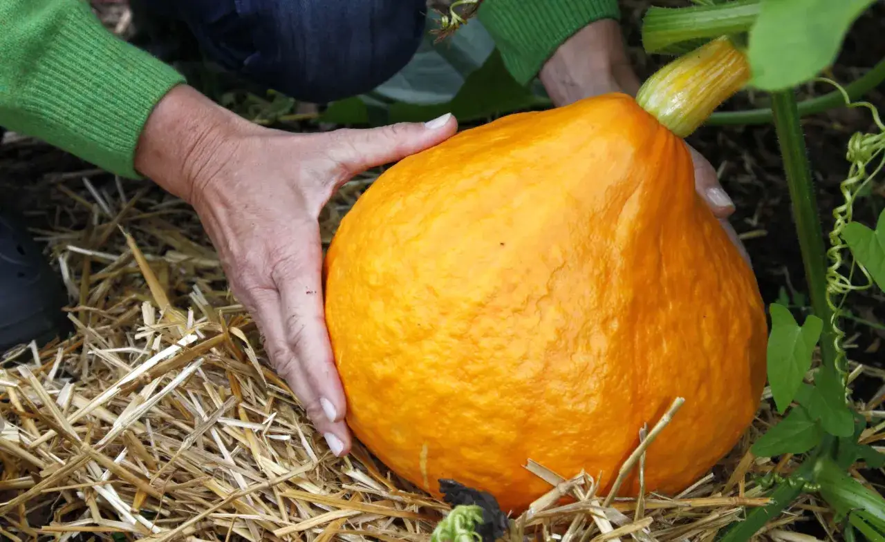 Hände umfassen einen leuchtend orangen Hokkaido, bereit zur Ernte. Stroh bedeckt den Boden, während die Kürbispflanze daneben wächst.