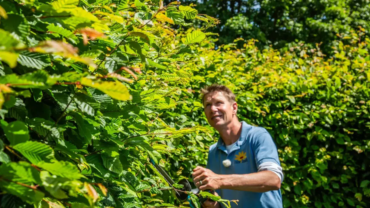 Mann trimmt bei strahlendem Sonnenschein die Hecke. Die gr&uuml;nen Bl&auml;tter leuchten im Licht, w&auml;hrend er mit der Heckenschere arbeitet.