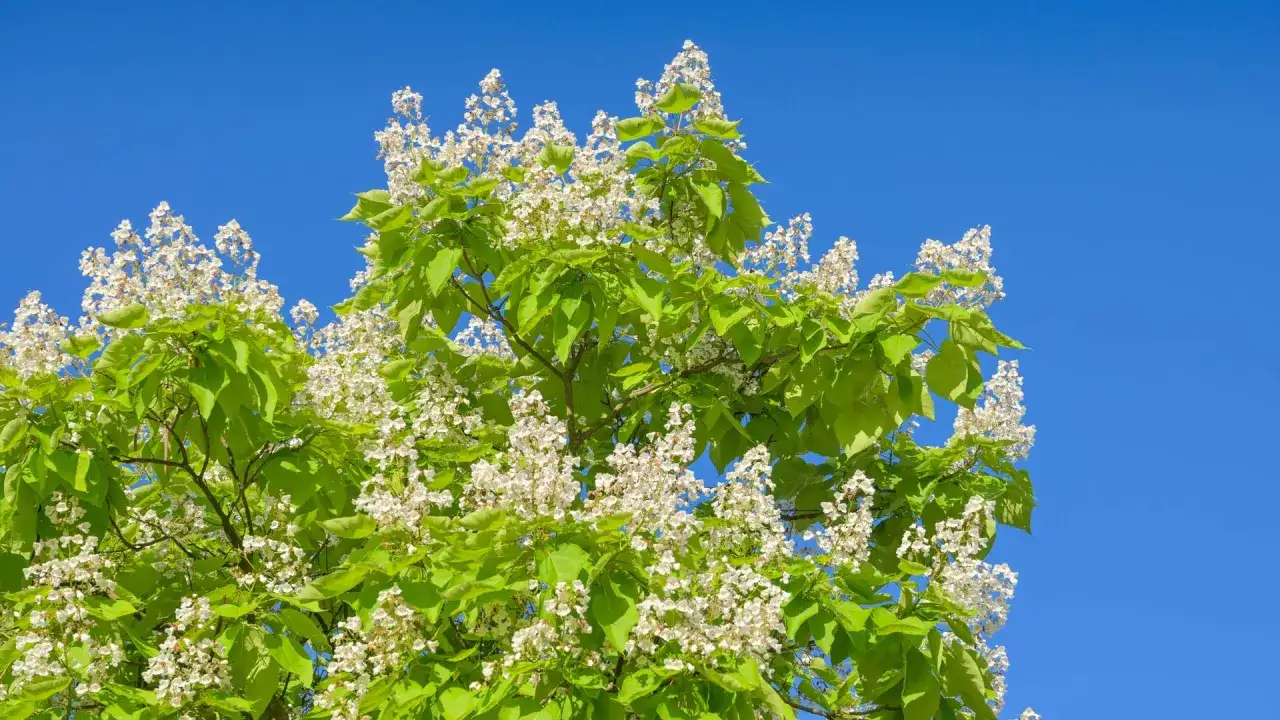 Bl&uuml;hender Trompetenbaum im Sommer. Die wei&szlig;en Bl&uuml;ten und gr&uuml;nen Bl&auml;tter heben sich vom strahlend blauen Himmel ab. Ein Schnitt ist hier nicht n&ouml;tig.
