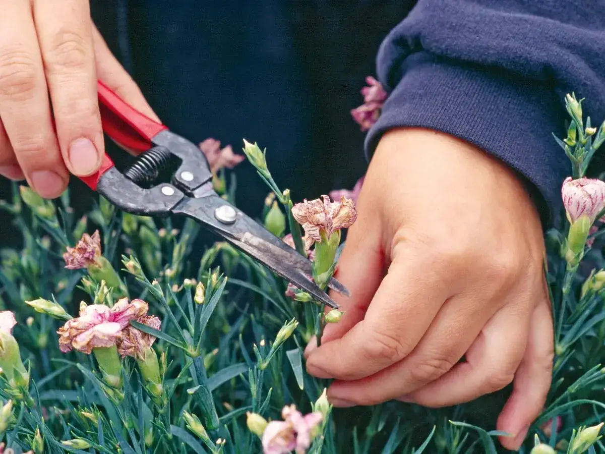 H&auml;nde schneiden mit einer Gartenschere verwelkte Nelken, um Platz f&uuml;r neue Bl&uuml;ten zu schaffen.