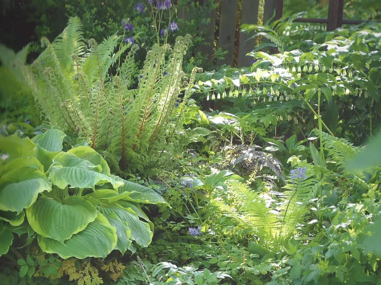 Ein &uuml;ppiger schattengarten gestalten mit Farnen, Hosta und Glockenblumen. Sonnenlicht f&auml;llt durch das Bl&auml;tterdach.
