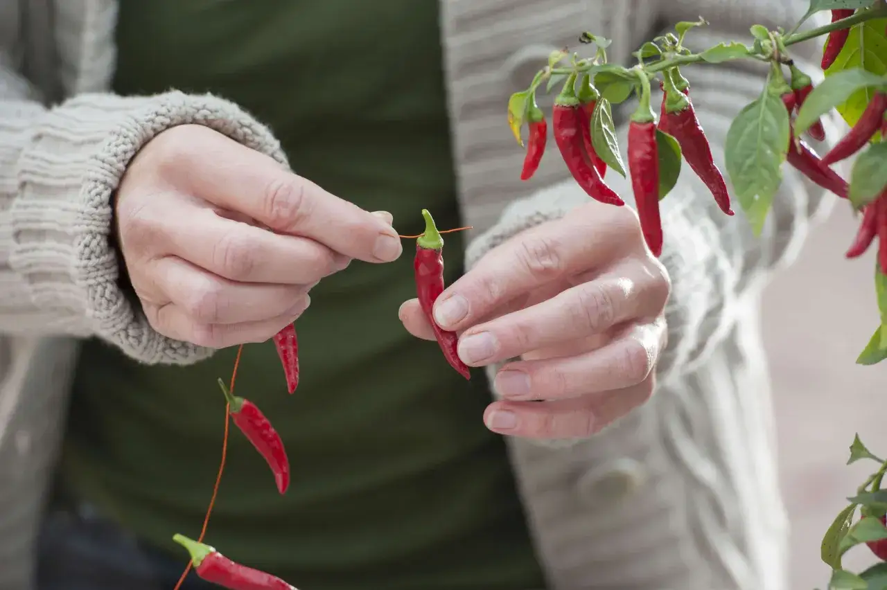 H&auml;nde f&auml;deln rote Chilis auf eine Schnur, um sie zu trocknen. Die scharfen Fr&uuml;chte h&auml;ngen an einem Zweig.