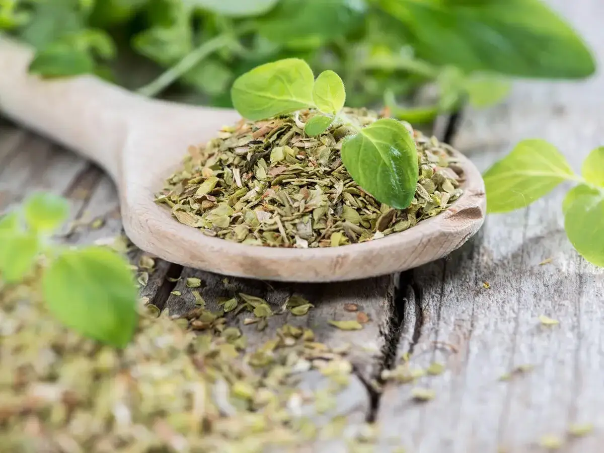 Getrockneter Oregano auf einem Holzl&ouml;ffel, bereit zum W&uuml;rzen. Frische Bl&auml;tter daneben zeigen, wie man Oregano trocknen kann.