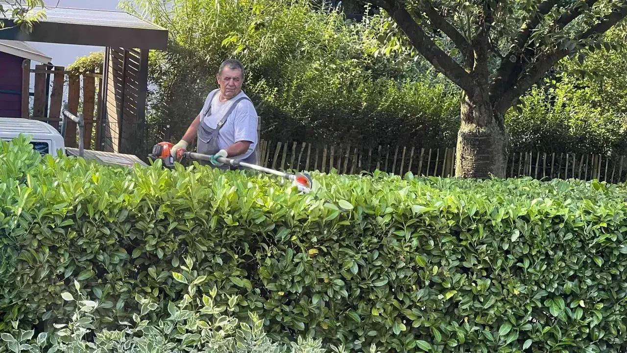 Ein Mann mit Heckenschere trimmt einen Kirschlorbeer. Wann schneidet man Kirschlorbeer? Am besten im Frühjahr oder Sommer.