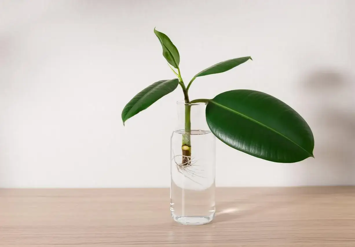 Gummibaum vermehren: Ein Steckling mit Wurzeln in einem Glas Wasser auf einem Holztisch.