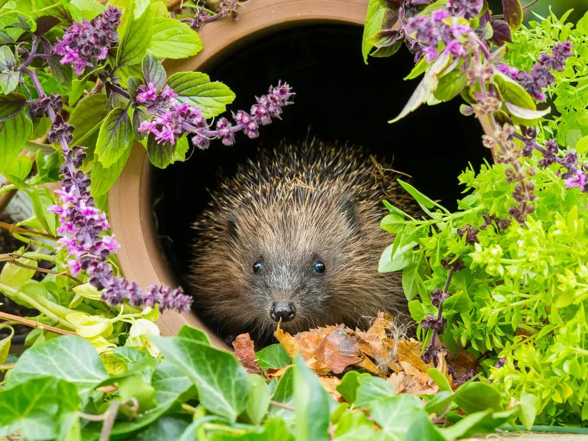 Igel schaut aus seinem neuen, selbstgebauten Igelhaus. Umgeben von gr&uuml;nen Pflanzen und lila Bl&uuml;ten.