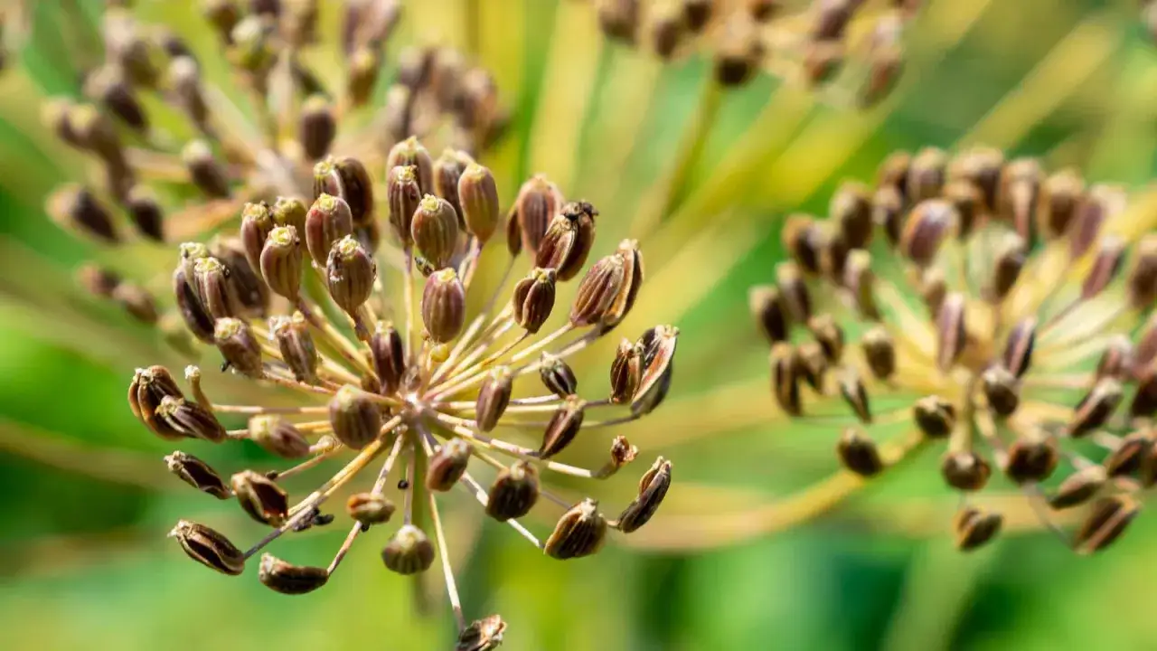 Reife Dill-Samenstände, bereit zum Dill ernten. Die kleinen, braunen Samen sind in den feinen Blütenständen gut sichtbar.