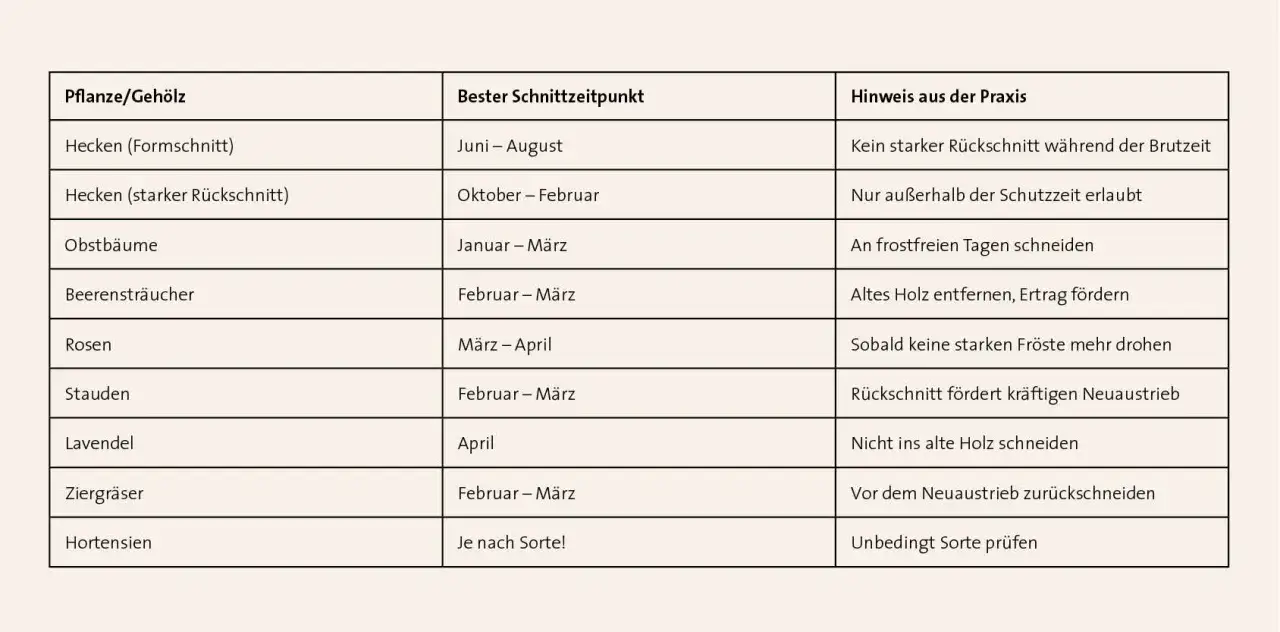 Tabelle zeigt, wann darf man hecken schneiden: Formschnitt Juni-August, starker R&uuml;ckschnitt Oktober-Februar. Andere Pflanzen haben andere Zeiten.