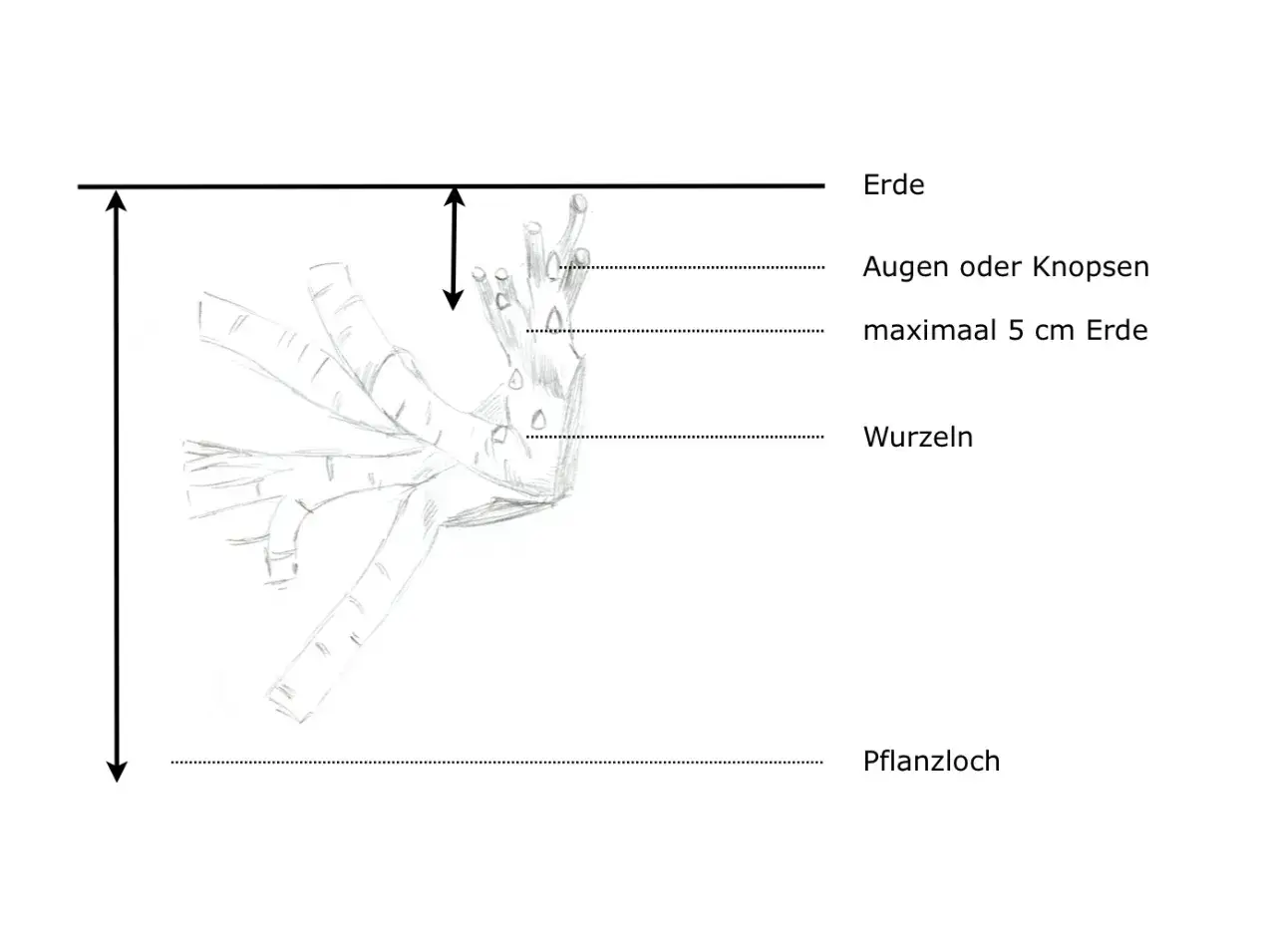 Skizze zeigt das richtige Pflanzen von Pfingstrosen: Augen oder Knospen maximal 5 cm mit Erde bedecken. Wurzeln im Pflanzloch.