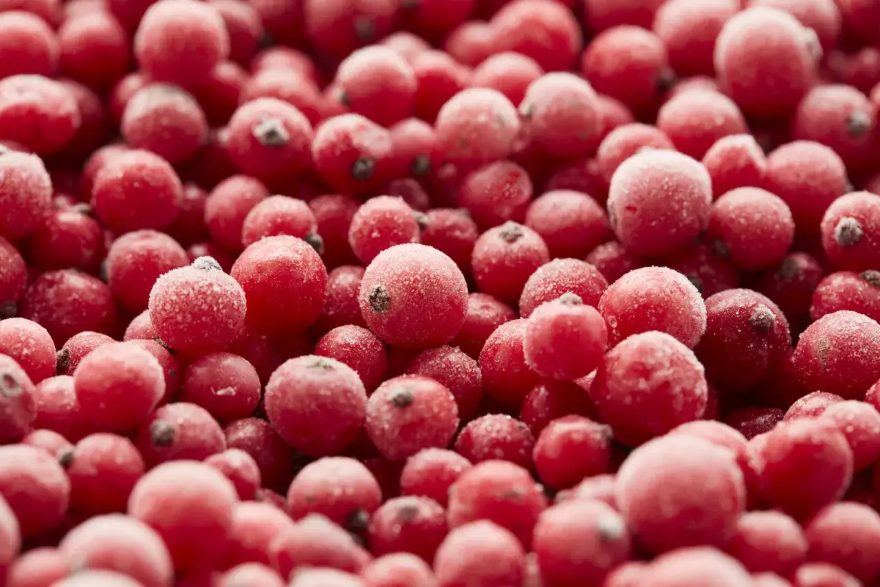 Nahaufnahme von gefrorenen Johannisbeeren, bereit f&uuml;r die Lagerung. Perfekt f&uuml;r die Zubereitung von Marmelade oder Kuchen sp&auml;ter.