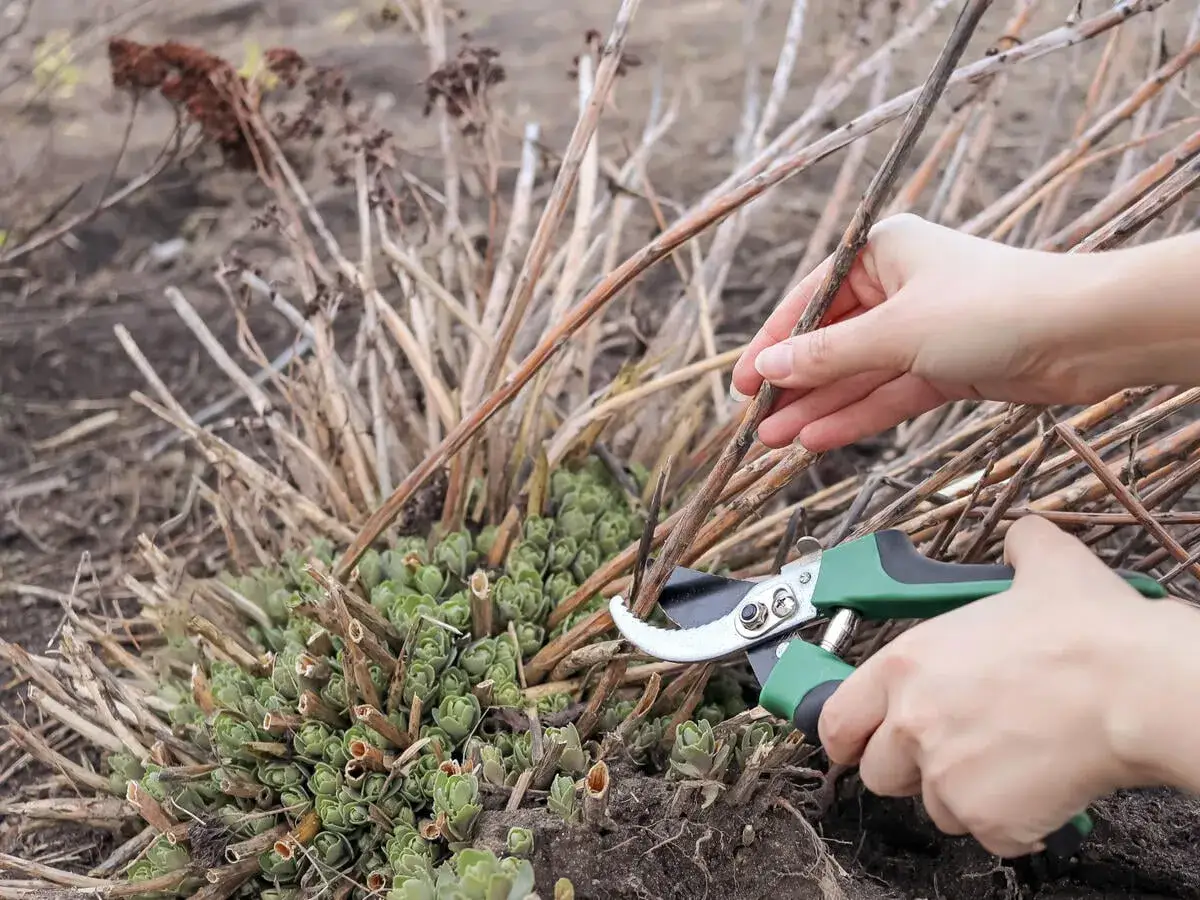 Hände schneiden mit einer Gartenschere die vertrockneten Stängel einer Fetthenne, um Platz für neues Grün zu schaffen.